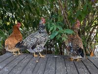 Rosalie, Lilith und Serafina beim relaxen