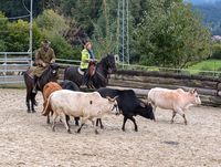 Rinderkurs, Pferd Altivo legt los!