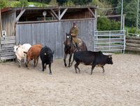 Rinderkurs, Pferd Rohan im Einsatz